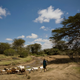A drying riverbed below the Mau forest near Narok. This is one of the rivers that supply Lake Victoria.